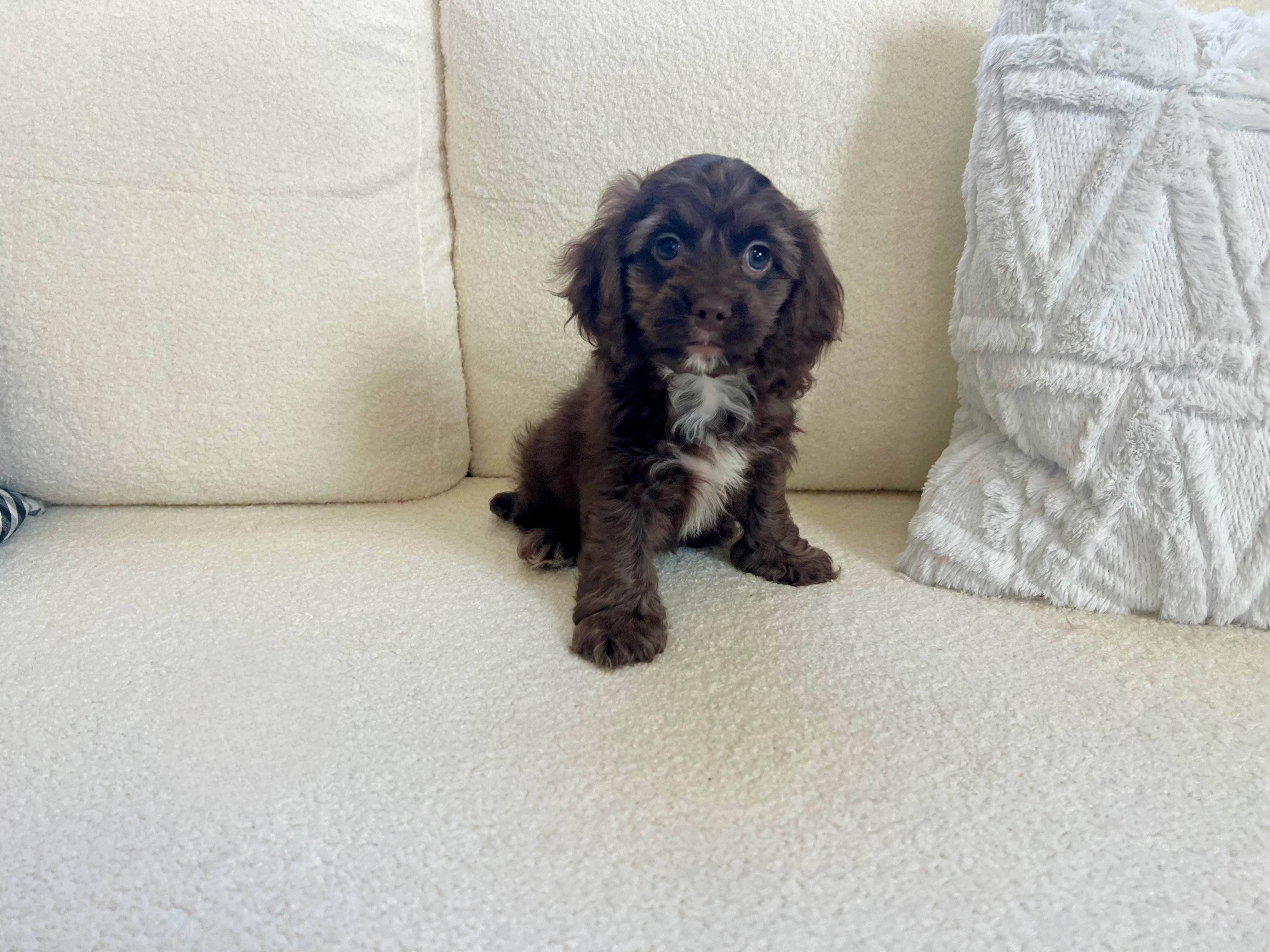 Best Cockapoo Baby