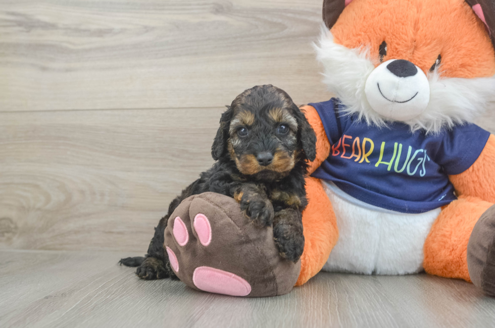 5 week old Cockapoo Puppy For Sale - Lone Star Pups