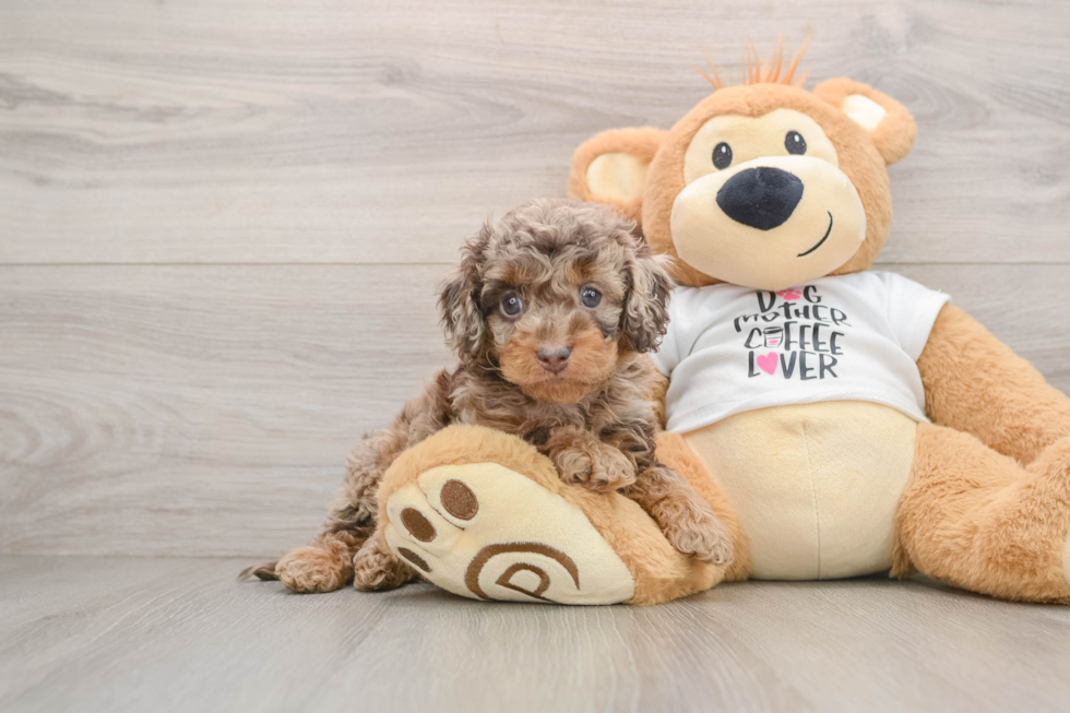 Cockapoo Pup Being Cute