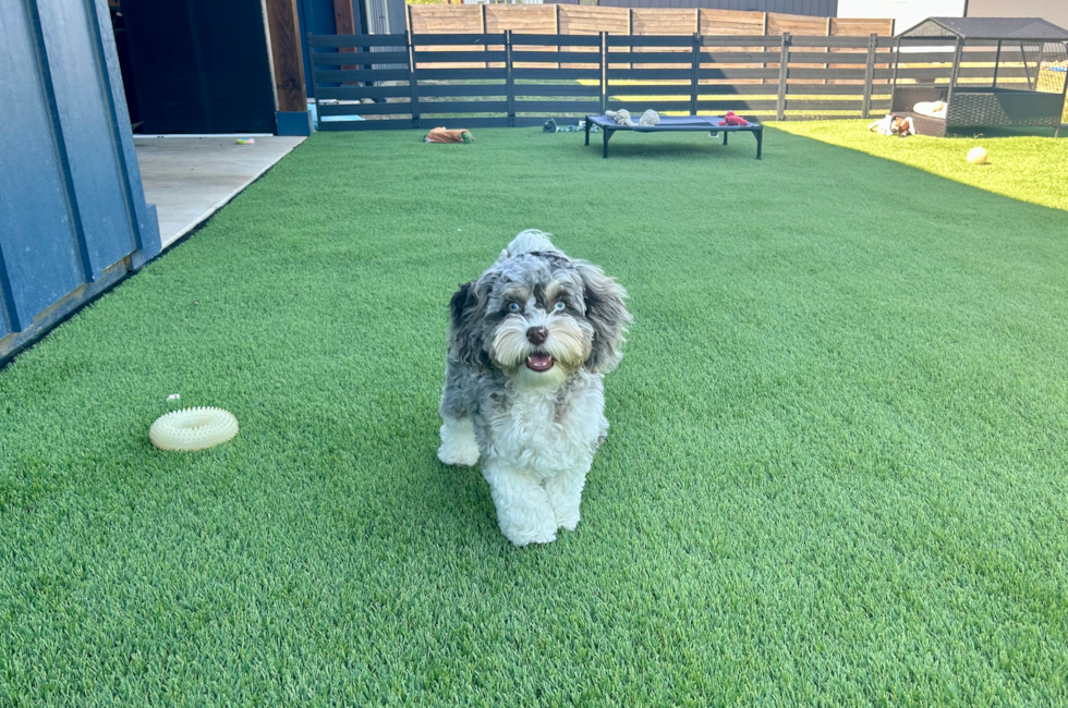 23 week old Cockapoo Puppy For Sale - Lone Star Pups