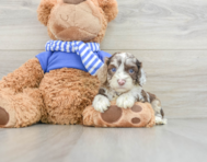 5 week old Cockapoo Puppy For Sale - Lone Star Pups