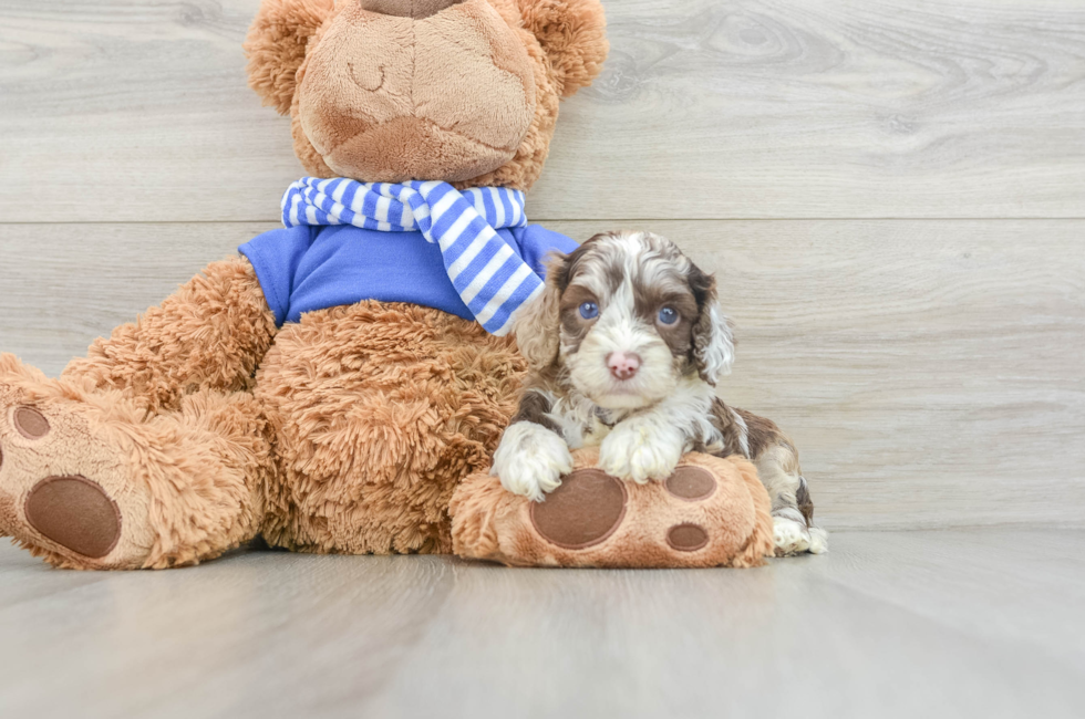 5 week old Cockapoo Puppy For Sale - Lone Star Pups