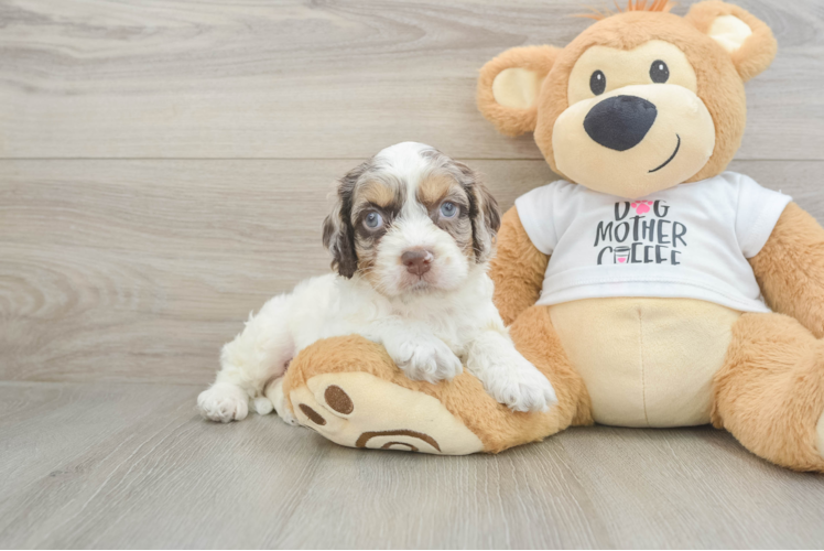 Petite Cockapoo Poodle Mix Pup