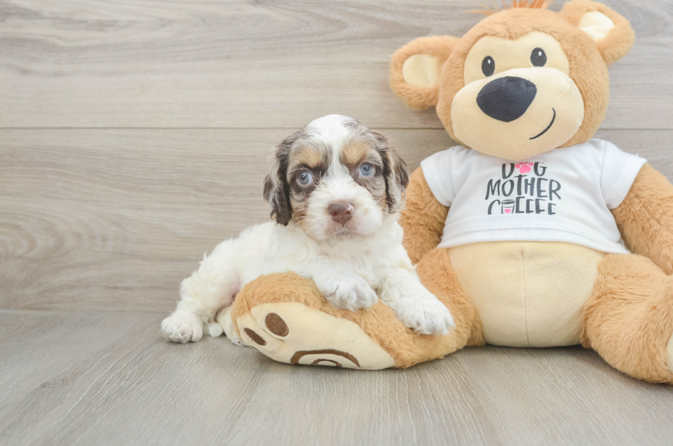 6 week old Cockapoo Puppy For Sale - Lone Star Pups