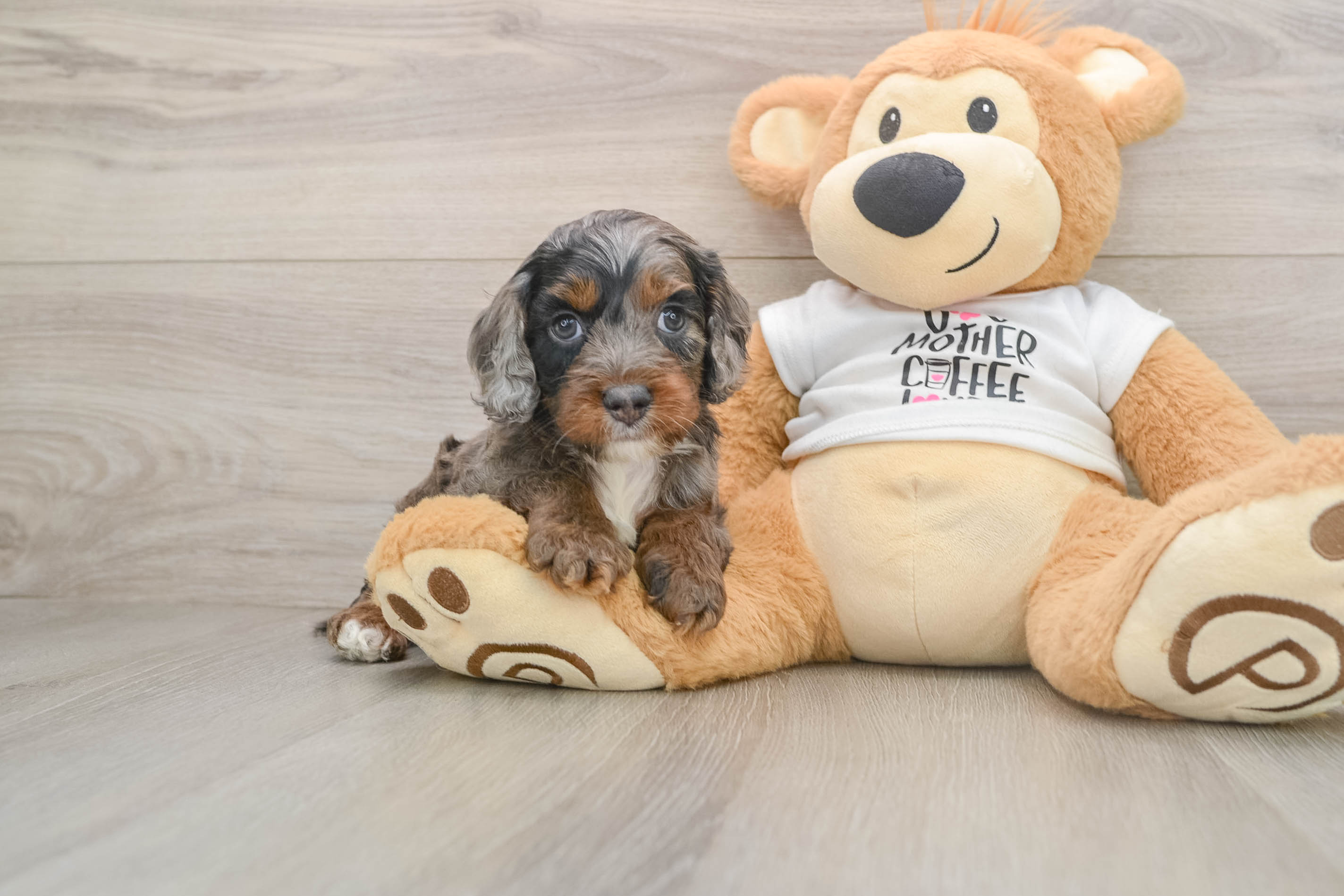 Cockapoo Pup Being Cute
