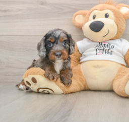 8 week old Cockapoo Puppy For Sale - Lone Star Pups