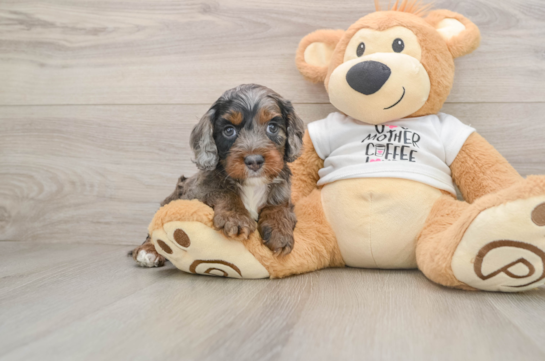 Cockapoo Pup Being Cute