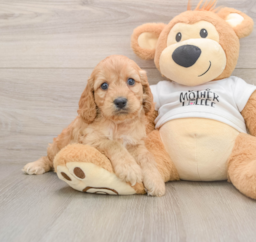 6 week old Cockapoo Puppy For Sale - Lone Star Pups
