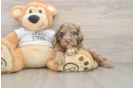 Cockapoo Pup Being Cute