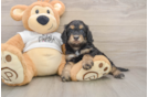 Happy Cockapoo Baby