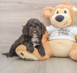 9 week old Cockapoo Puppy For Sale - Lone Star Pups