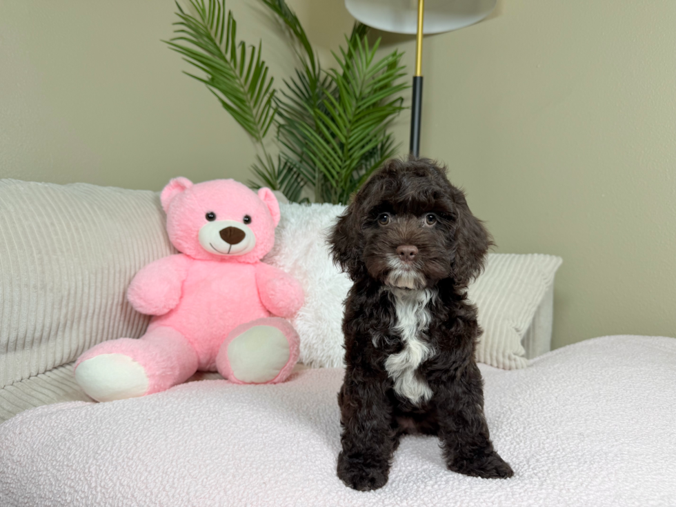 Cute Cocker Doodle Poodle Mix Puppy