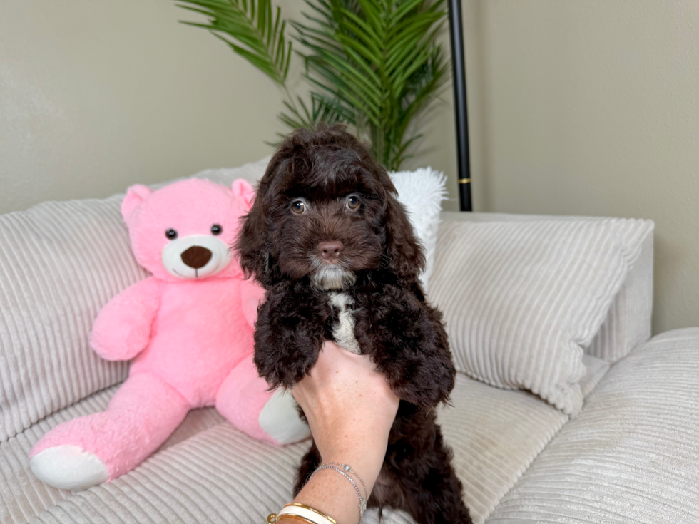 Cockapoo Pup Being Cute