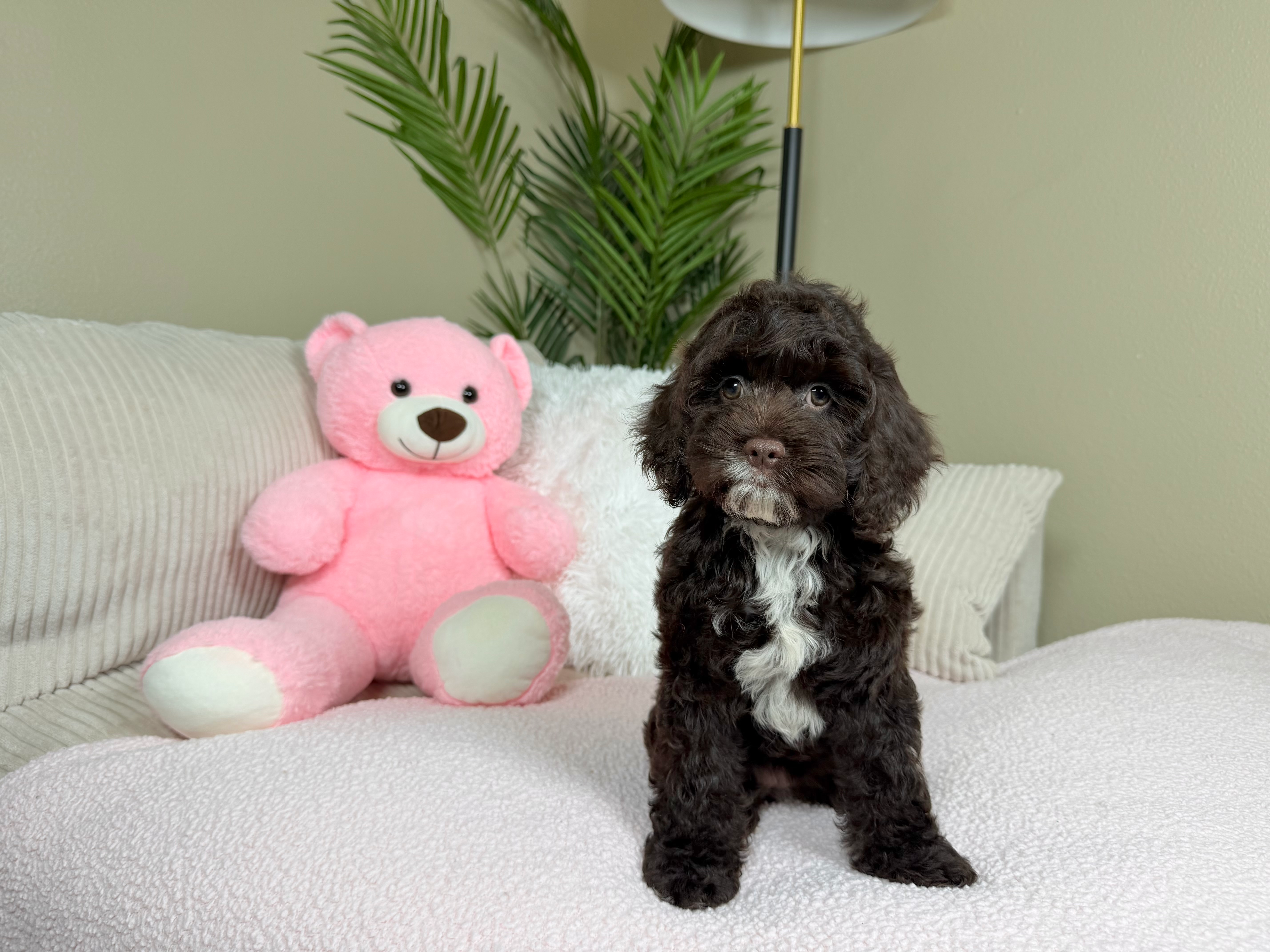 Cockapoo Puppy for Adoption