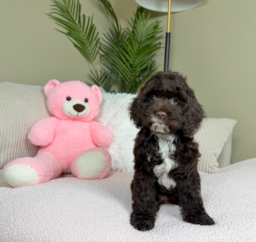 9 week old Cockapoo Puppy For Sale - Lone Star Pups