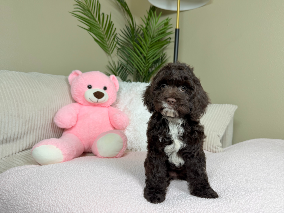 Cockapoo Puppy for Adoption