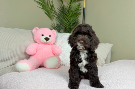 Cockapoo Puppy for Adoption