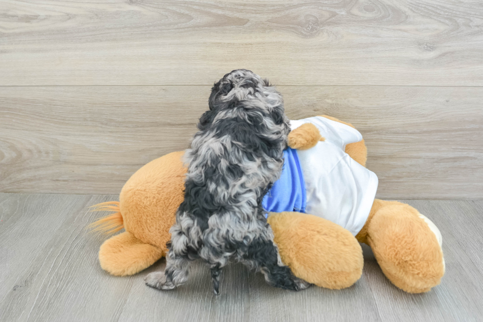 Sweet Cockapoo Baby