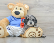 8 week old Cockapoo Puppy For Sale - Lone Star Pups
