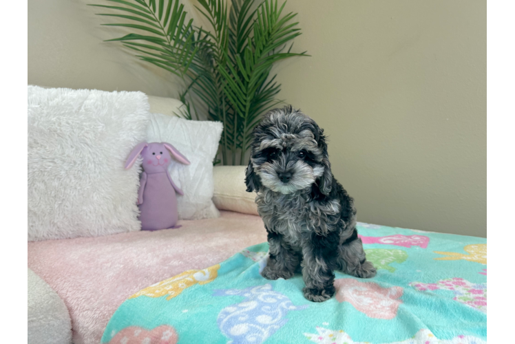 Cockapoo Pup Being Cute