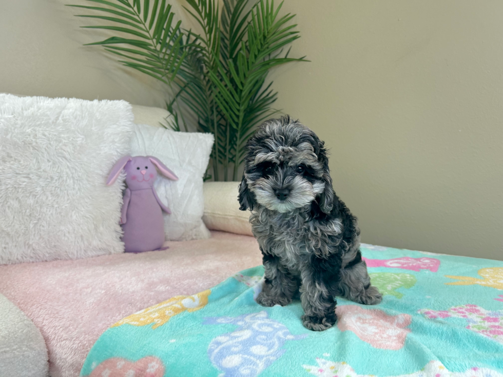 Cockapoo Pup Being Cute