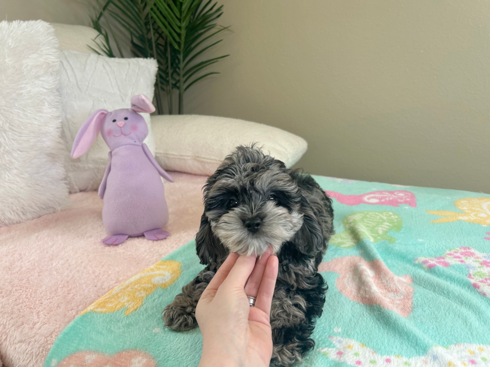 Best Cockapoo Baby