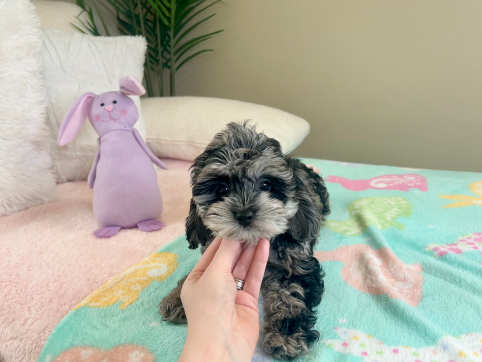 Cute Cocker Doodle Poodle Mix Puppy