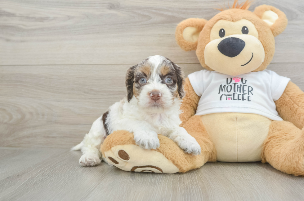 6 week old Cockapoo Puppy For Sale - Lone Star Pups