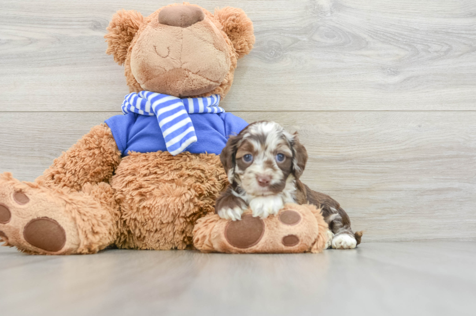 5 week old Cockapoo Puppy For Sale - Lone Star Pups