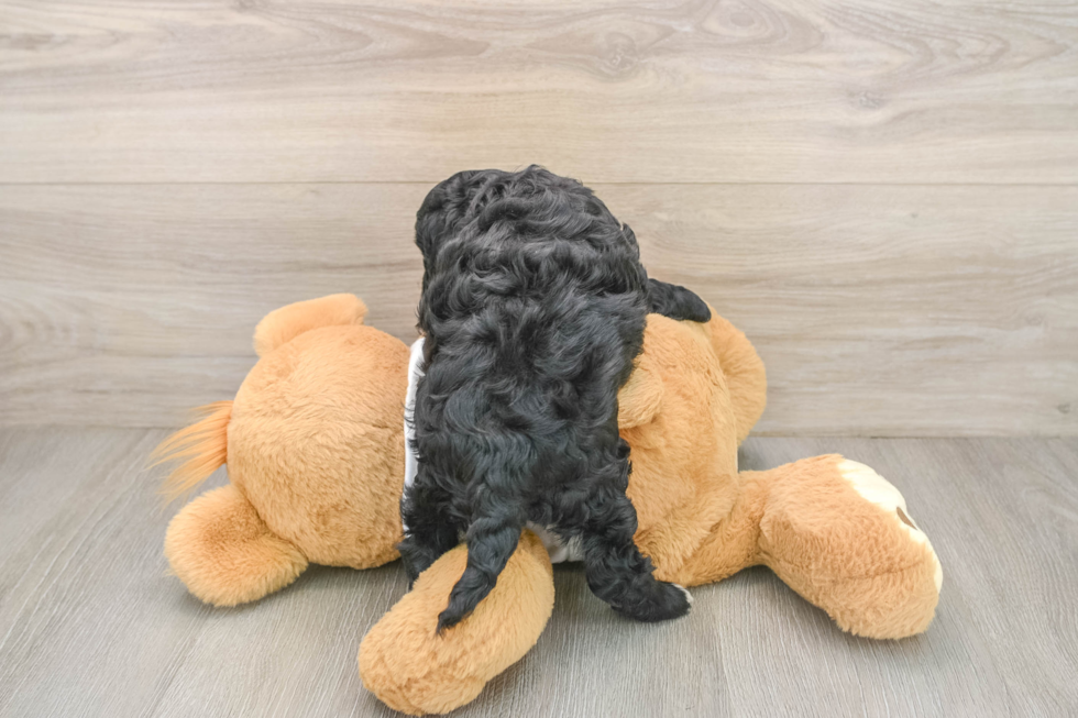Sweet Cockapoo Baby