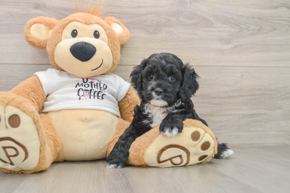 Cockapoo Puppy for Adoption