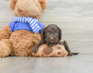 7 week old Cockapoo Puppy For Sale - Lone Star Pups