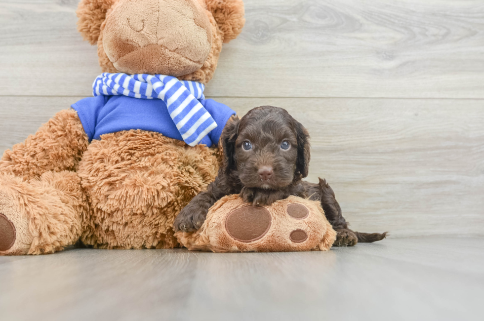 5 week old Cockapoo Puppy For Sale - Lone Star Pups