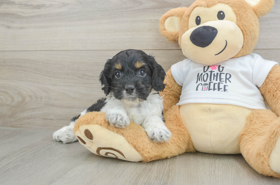 6 week old Cockapoo Puppy For Sale - Lone Star Pups