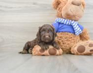 6 week old Cockapoo Puppy For Sale - Lone Star Pups