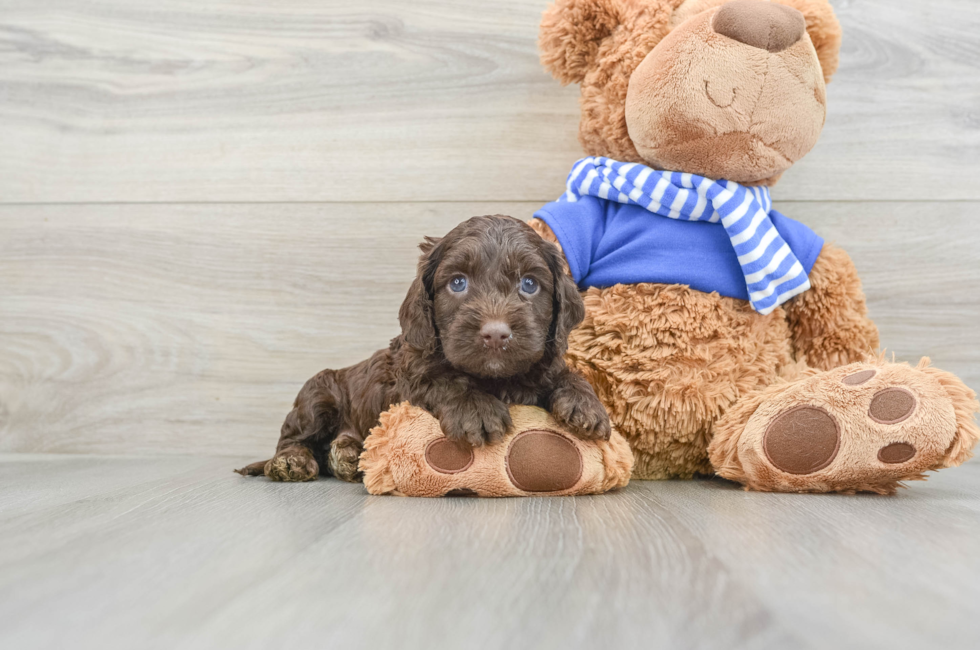 5 week old Cockapoo Puppy For Sale - Lone Star Pups