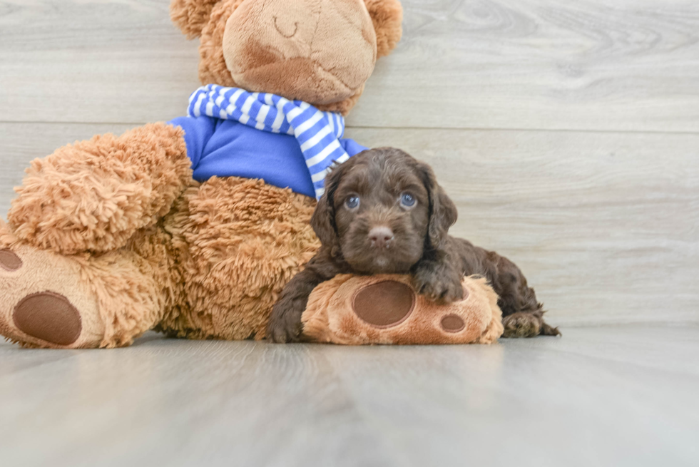 Small Cockapoo Baby