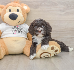 8 week old Cockapoo Puppy For Sale - Lone Star Pups