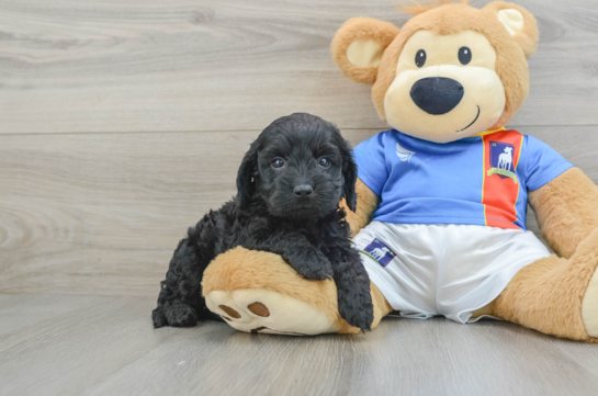 Fluffy Cockapoo Poodle Mix Pup