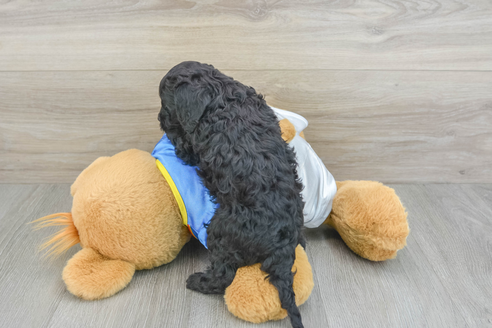 Little Cocker Doodle Poodle Mix Puppy