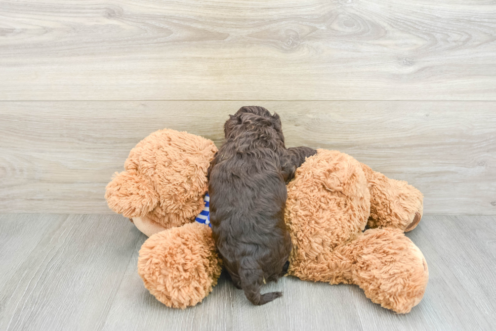 Cockapoo Puppy for Adoption