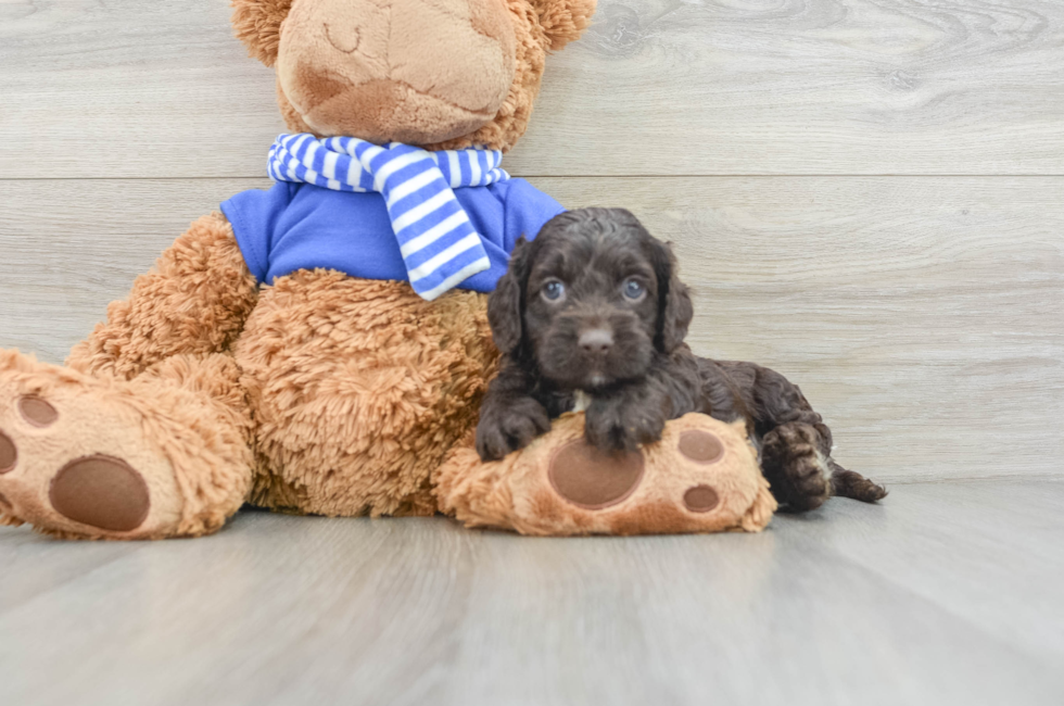 5 week old Cockapoo Puppy For Sale - Lone Star Pups