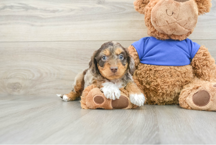 Little Cocker Doodle Poodle Mix Puppy