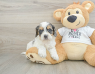 8 week old Cockapoo Puppy For Sale - Lone Star Pups