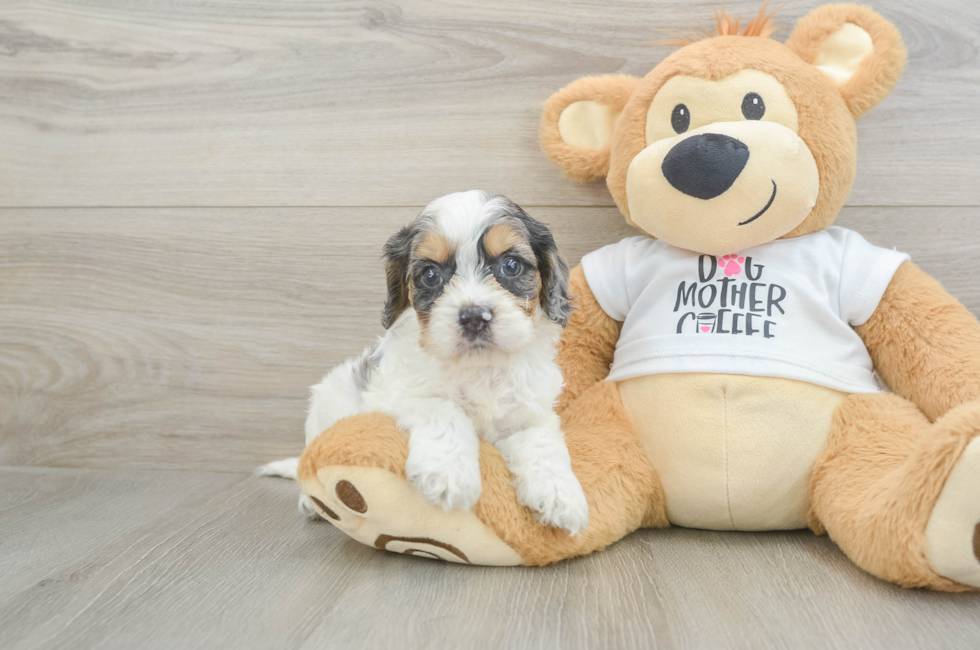 6 week old Cockapoo Puppy For Sale - Lone Star Pups