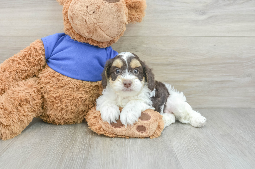 8 week old Cockapoo Puppy For Sale - Lone Star Pups