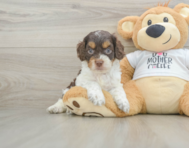 8 week old Cockapoo Puppy For Sale - Lone Star Pups