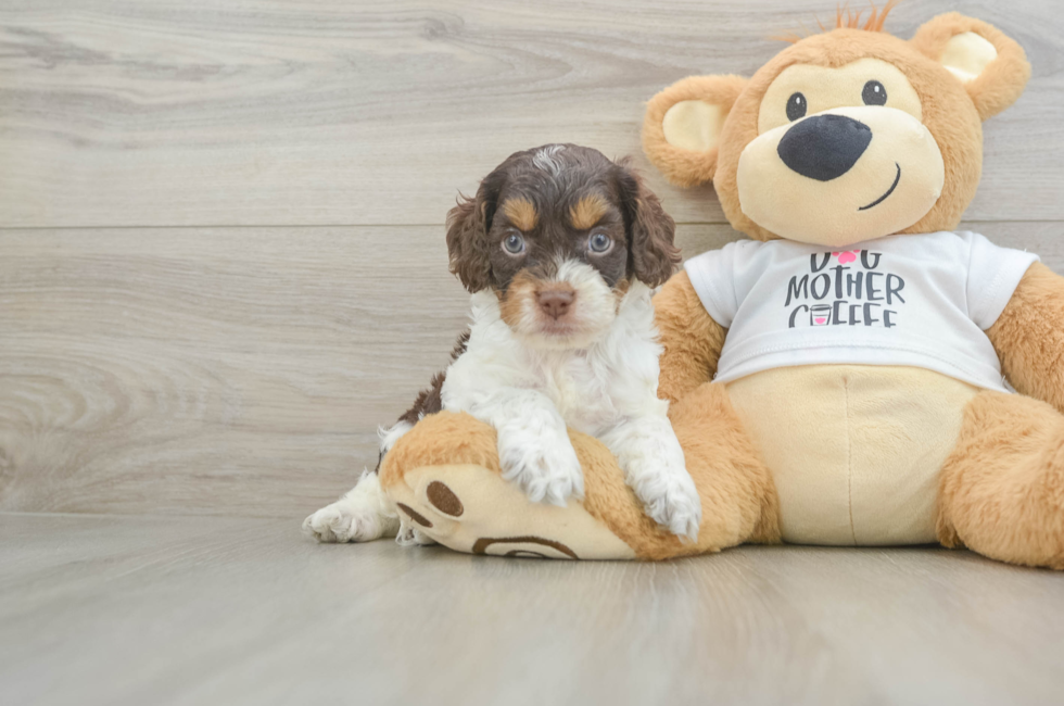 6 week old Cockapoo Puppy For Sale - Lone Star Pups
