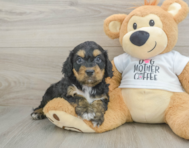 8 week old Cockapoo Puppy For Sale - Lone Star Pups