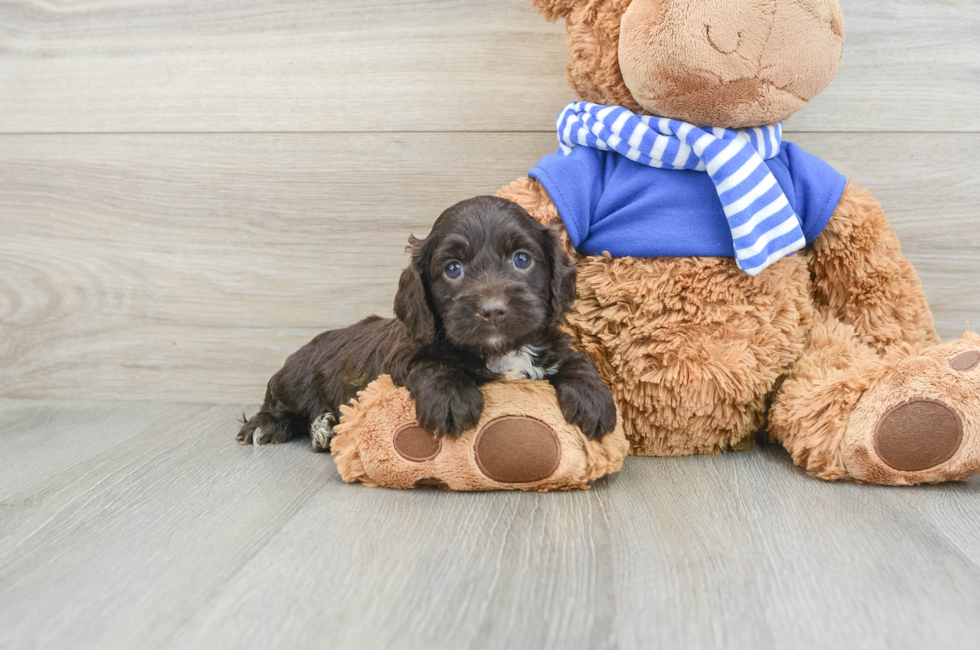 5 week old Cockapoo Puppy For Sale - Lone Star Pups